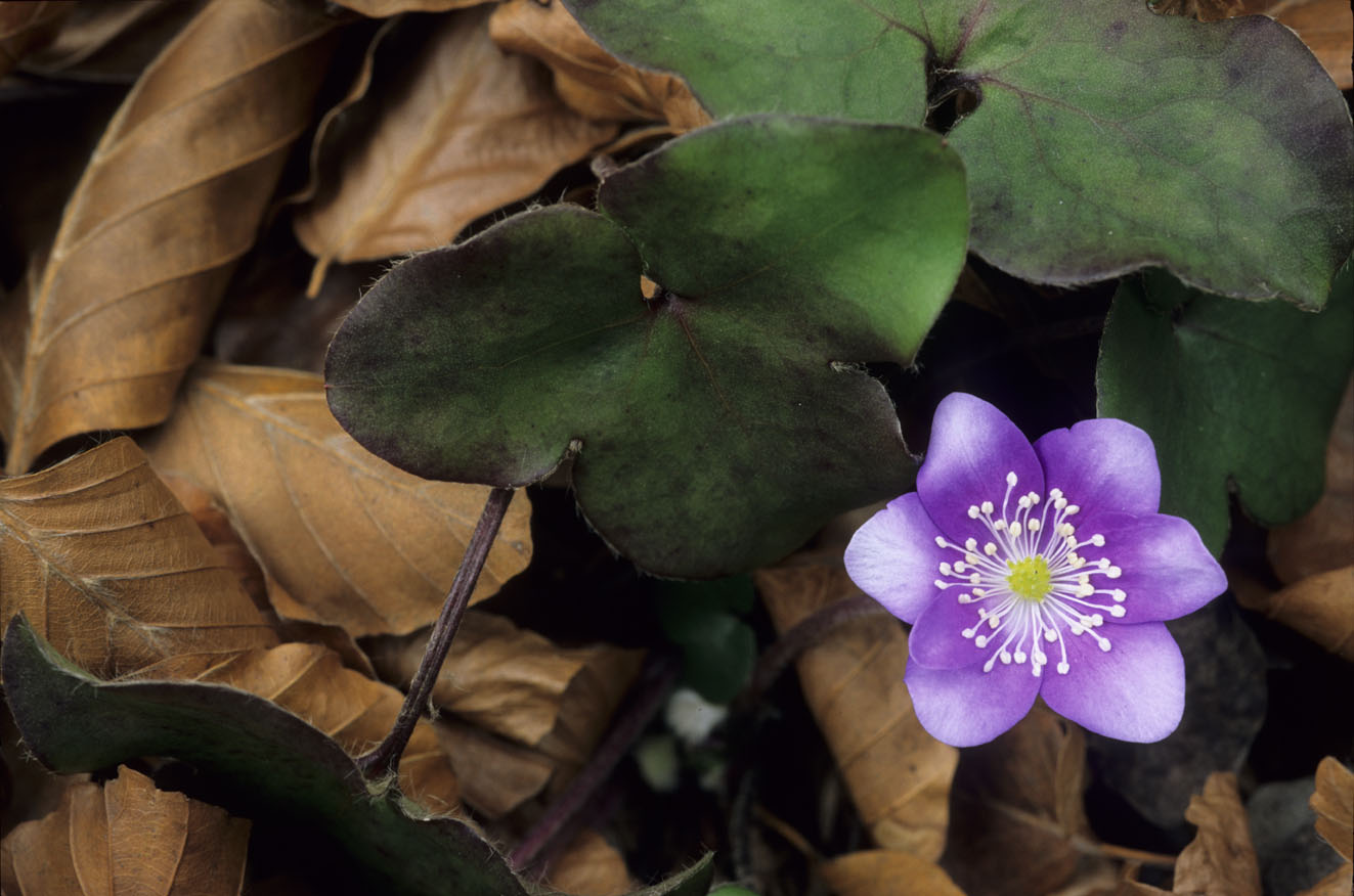 Hepatica nobilis / Erba trinit